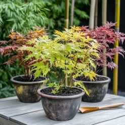 Brico Acer Palmatum - Set Van 4 - Japanse Esdoorn - Pot 10,5Cm - Hoogte 25-40Cm- Planten