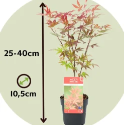 Brico Acer Palmatum - Set Van 4 - Japanse Esdoorn - Pot 10,5Cm - Hoogte 25-40Cm- Planten