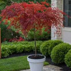 Brico Acer Palmatum 'Garnet' - Japanse Esdoorn - Pot 19Cm - Hoogte 60-70Cm- Planten