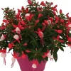 Brico Bellenplant (Fuchsia) Diversen- Planten