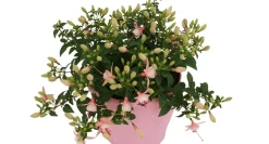 Brico Bellenplant (Fuchsia) Diversen- Planten