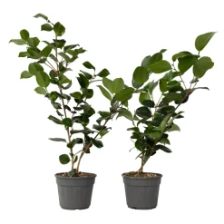 Brico Camellia Japonica "Brushfield'S Yellow" - Roos - Pot 15Cm - Hoogte 50-60Cm- Planten
