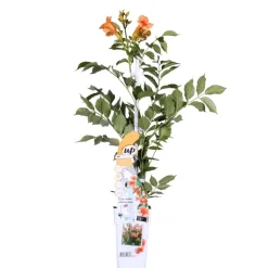 Brico Campsis ‘Radicans 'Galen' – Klimplant – Trompetklimmer – Winterhard - 15 Cm – ↕60-70 Cm- Planten