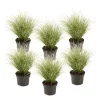 Brico Carex Amazon Mist - Set Van 6 - Pot 10,5 - Hoogte 15-25Cm- Planten