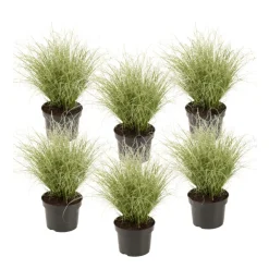 Brico Carex Amazon Mist - Set Van 6 - Pot 10,5 - Hoogte 15-25Cm- Planten