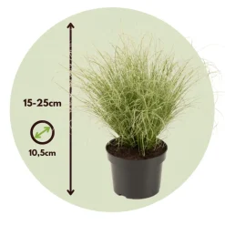 Brico Carex Amazon Mist - Set Van 6 - Pot 10,5 - Hoogte 15-25Cm- Planten
