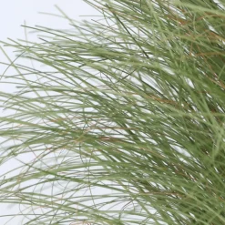 Brico Carex Amazon Mist - Set Van 6 - Pot 10,5 - Hoogte 15-25Cm- Planten