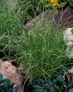 Brico Carex Amazon Mist - Set Van 6 - Pot 10,5 - Hoogte 15-25Cm- Planten