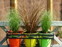 Brico Carex Amazon Mist - Set Van 6 - Pot 10,5 - Hoogte 15-25Cm- Planten