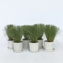 Brico Carex Amazon Mist - Set Van 6 - Pot 10,5 - Hoogte 15-25Cm- Planten