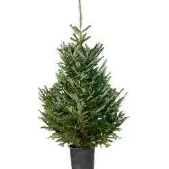 Echte Kerstbomen|Brico Central Park Fraserspar 150-175Cm