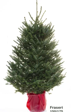 Echte Kerstbomen|Brico Central Park Fraserspar 150-175Cm