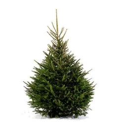 Echte Kerstbomen|Brico Central Park Kerstboom Epicea 150-200Cm