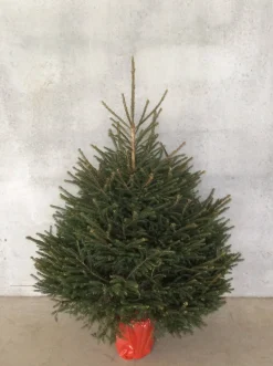Echte Kerstbomen|Brico Central Park Kerstboom Epicea 125-150Cm