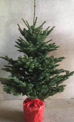 Echte Kerstbomen|Brico Central Park Kerstboom Nobilis 125-150Cm