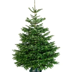 Echte Kerstbomen|Brico Central Park Kerstboom Nordmann Gekapt 100-150Cm