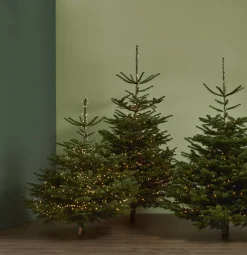 Echte Kerstbomen|Brico Central Park Kerstboom Nordmann Gekapt 100-150Cm