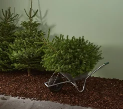 Echte Kerstbomen|Brico Central Park Kerstboom Nordmann Gekapt 100-150Cm