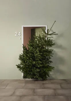 Echte Kerstbomen|Brico Central Park Kerstboom Nordmann 200-250Cm