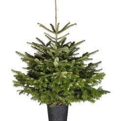 Echte Kerstbomen|Brico Central Park Kerstboom Nordmann 125-150Cm