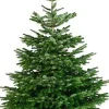 Echte Kerstbomen|Brico Central Park Kerstboom Nordmann 175-200Cm
