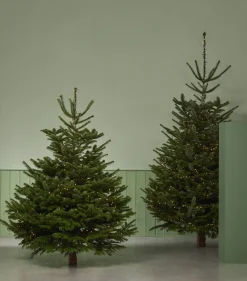 Echte Kerstbomen|Brico Central Park Kerstboom Nordmann 175-200Cm