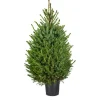 Echte Kerstbomen|Brico Central Park Kerstboom Omorika 80-100Cm