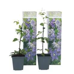 Brico Clematis Taiga - Set Van 2 - Winterharde Klimplanten - Pot 9Cm - Hoogte 25-40Cm- Planten