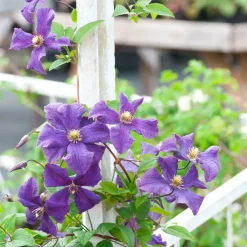 Brico Clematis Taiga - Set Van 2 - Winterharde Klimplanten - Pot 9Cm - Hoogte 25-40Cm- Planten