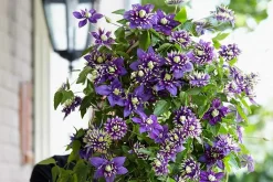 Brico Clematis Taiga - Set Van 2 - Winterharde Klimplanten - Pot 9Cm - Hoogte 25-40Cm- Planten