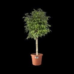 Brico Elho Bloempot Algarve Cilindro Rond O21Cm Terra- Plantenpotten En -Bakken