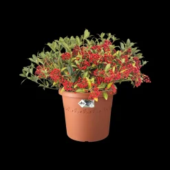 Brico Elho Bloempot Algarve Cilindro Rond O35Cm Terra- Plantenpotten En -Bakken