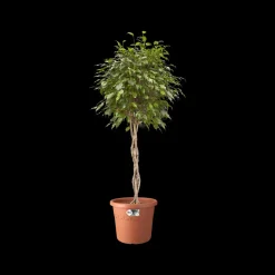 Brico Elho Bloempot Algarve Cilindro Rond Wielen O48Cm Terra- Plantenpotten En -Bakken