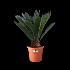 Brico Elho Bloempot Algarve Cilindro Rond Wielen O40Cm Terra- Plantenpotten En -Bakken
