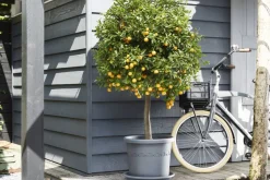 Brico Elho Bloempot Algarve Cilindro Rond O30Cm Antraciet- Plantenpotten En -Bakken