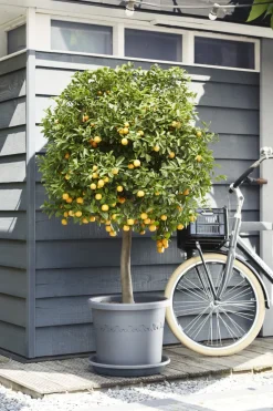 Brico Elho Bloempot Algarve Cilindro Rond O30Cm Antraciet- Plantenpotten En -Bakken