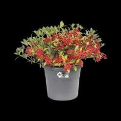 Brico Elho Bloempot Algarve Cilindro Rond O30Cm Antraciet- Plantenpotten En -Bakken