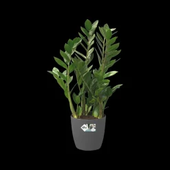 Brico Elho Bloempot Brussels Rond Wielen O35Cm Antraciet- Plantenpotten En -Bakken