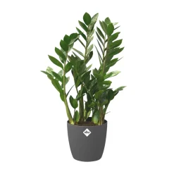 Brico Elho Bloempot Brussels Rond Wielen O35Cm Antraciet- Plantenpotten En -Bakken