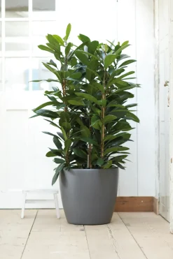 Brico Elho Bloempot Brussels Rond Wielen O35Cm Antraciet- Plantenpotten En -Bakken
