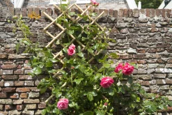 Tuinhout|Brico Nature Bamboeklimrek 45X180Cm