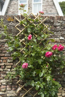 Tuinhout|Brico Nature Bamboeklimrek 100X200Cm