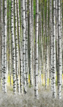 Brico Smart Art Fotobehang Berkenbos- Fotobehang