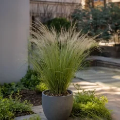 Brico Stipa Tenuifolia 'Pony Tails' - Set Van 9 - Gras - Pot 9Cm - Hoogte 20-30Cm- Planten