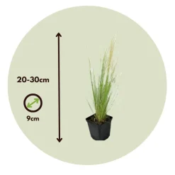 Brico Stipa Tenuifolia 'Pony Tails' - Set Van 9 - Gras - Pot 9Cm - Hoogte 20-30Cm- Planten