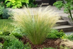 Brico Stipa Tenuifolia 'Pony Tails' - Set Van 9 - Gras - Pot 9Cm - Hoogte 20-30Cm- Planten