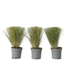 Brico Stipa Tenuifolia 'Pony Tails' - Set Van 3 - Gras - Pot 9Cm - Hoogte 20-30Cm- Planten