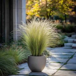 Brico Stipa Tenuifolia 'Pony Tails' - Set Van 3 - Gras - Pot 9Cm - Hoogte 20-30Cm- Planten
