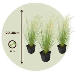 Brico Stipa Tenuifolia 'Pony Tails' - Set Van 3 - Gras - Pot 9Cm - Hoogte 20-30Cm- Planten