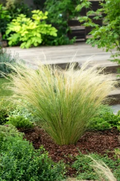 Brico Stipa Tenuifolia 'Pony Tails' - Set Van 3 - Gras - Pot 9Cm - Hoogte 20-30Cm- Planten